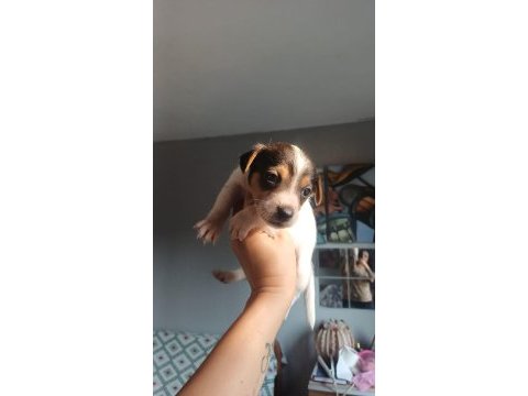 Jack russell yavru
