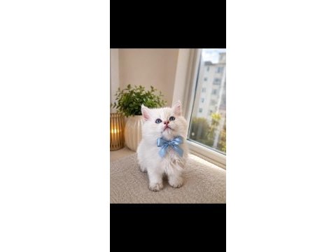 Safkan bebek british longhair mavi gözlü