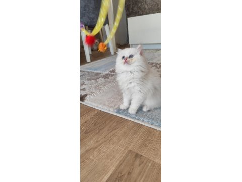 Safkan ırk sağlık garantili british longhair