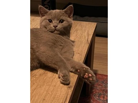 Ücretsiz 7 aylık british shorthair