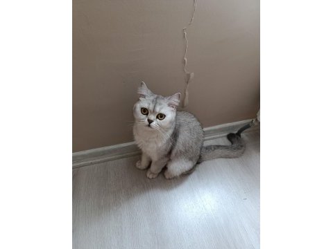 British shorthair kedimize güzel bir aile arıyoruz