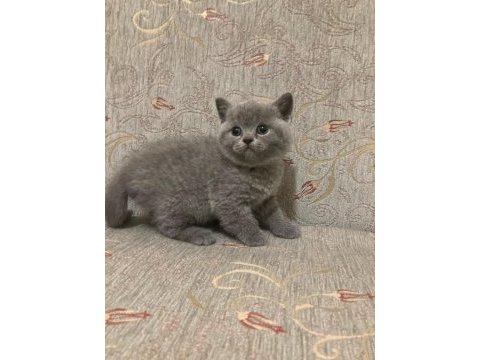 British shorthair kedimiz