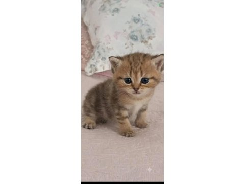 British shorthair silver