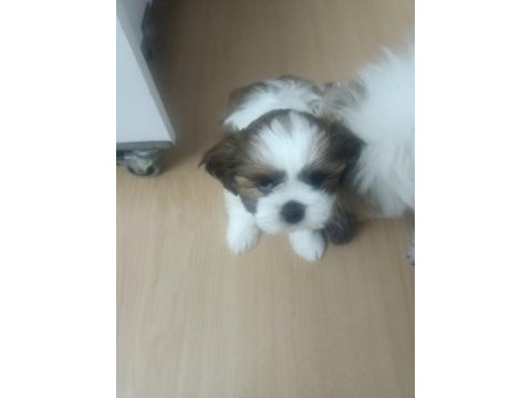 Orjinal shih tzu sahiplendirme