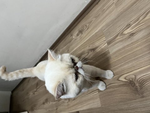 Exotic shorthair 4 yaşında