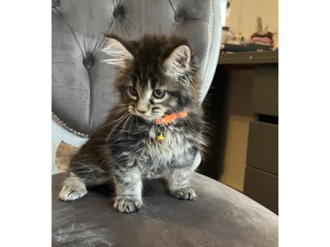 Mco safkan dişi orman rengi maine coon