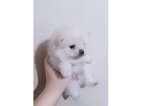 Kar beyazı teacup pomeranian boo dişi güzellik
