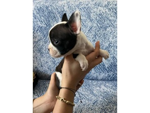 French bulldog güzellik ailesini bekliyor