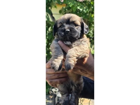 Harika maltipoo yavrular