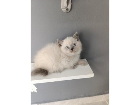 British shorthair blue point