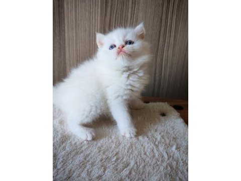 White erkek yavru british