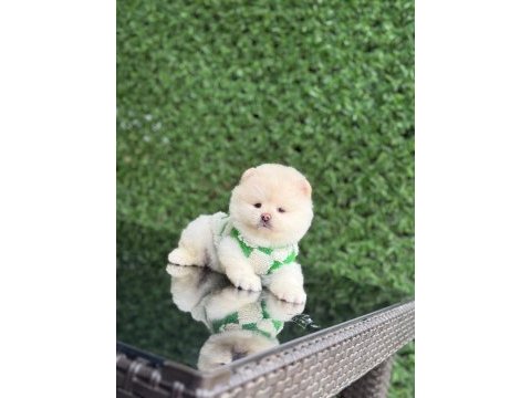 Üst kalite pomeranian boo