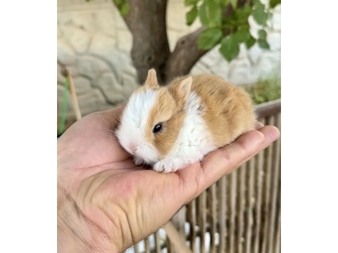 Netherland dwarf karamel tavşanlar