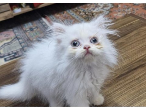 1.5 aylık british longhair erkek