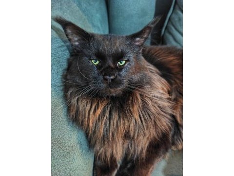 Maine coon yavruları