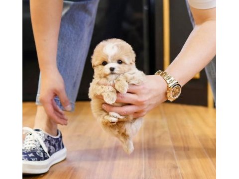 Maltipoo yavrularım