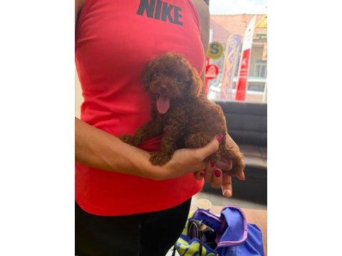Dark brown kore toy poodle bebekler