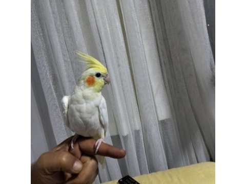4 5 aylık sultan papağanlar ele alışık
