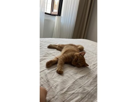 1 mayıs doğum erkek kedimiz