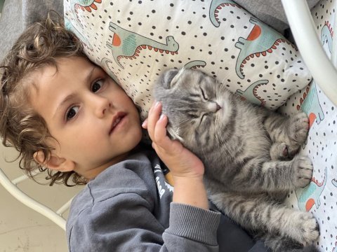2 aylık scottish fold erkek