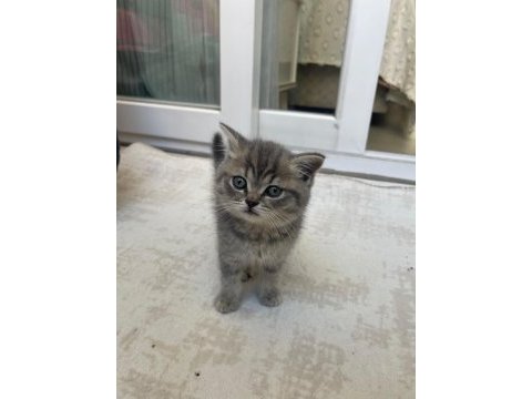 Silver tabby shorthair straight 3 aylık yavru kedimiz