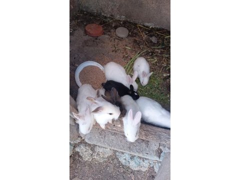 Damızlık tavşanlar