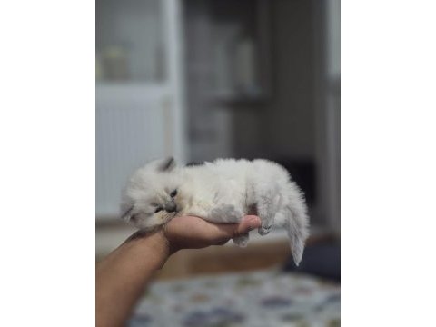 2 aylık kediler mamaya başladılar eğitimli