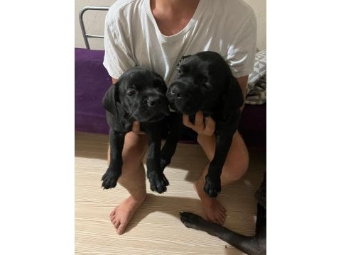 3 aylık cane corsa yeterince süt almış