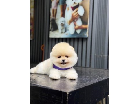 Pomeranian boo yavru köpeğimiz
