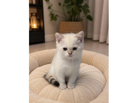 Erkek british shorthair yavru mavi gözlü kediş
