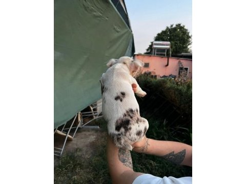 Sevimli french bulldog yavrularımız