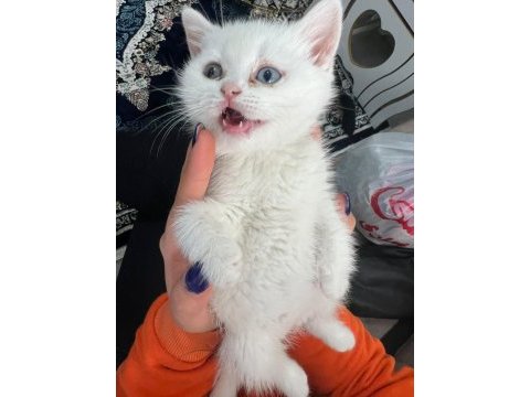 British kedi shorthair