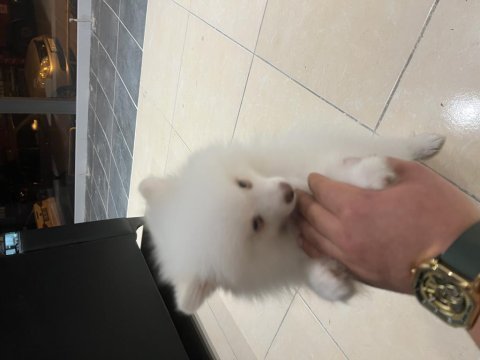 Acil satılık uygun pomeranian boo
