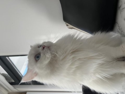 Biricik british longhair kızımıza yeni yuva arıyoruz