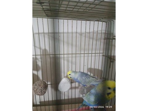 Rainbow çift muhabbet kuşu