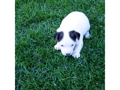 Enerji küpü jack russell bebekler