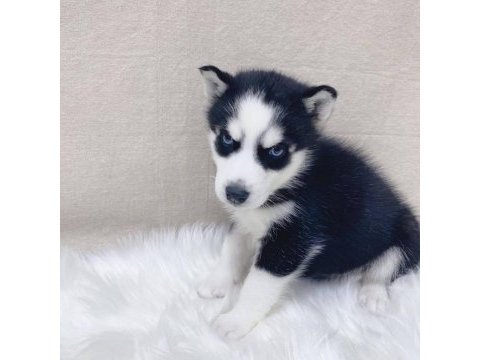 Husky sibirya yavruları
