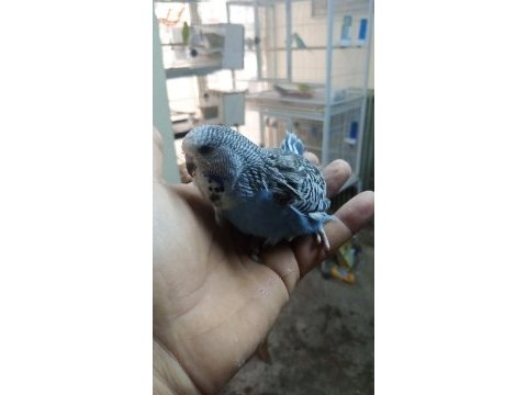 Şov jumbo yavru muhabbet kuşu