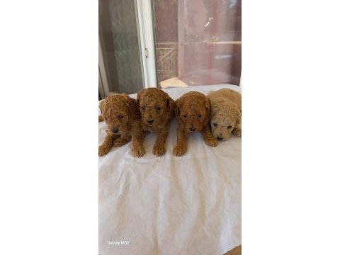 Poodle yavrusu bebeğimiz