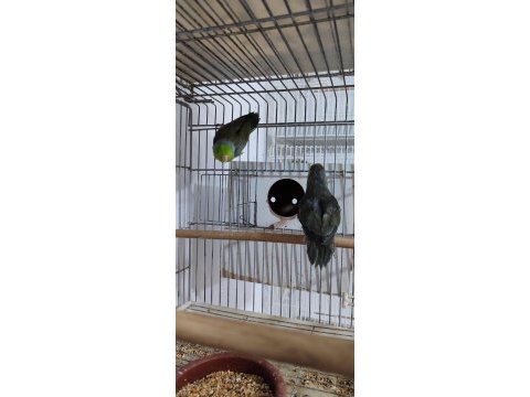 Yavru ve damızlık forpus papağanlar
