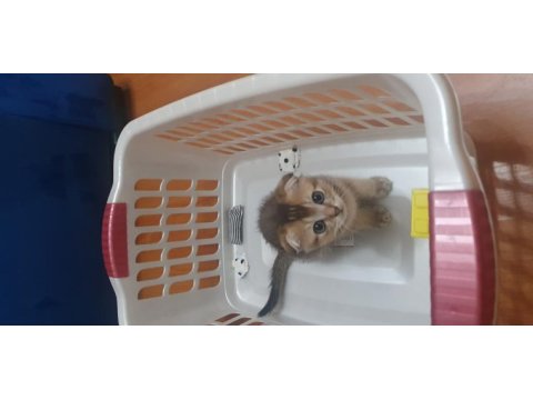 Black golden scottish fold erkek yavru