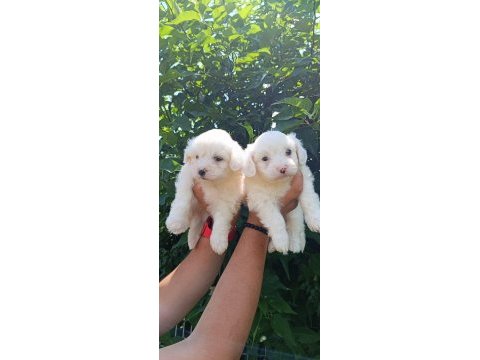 Lekesiz maltese terrier yavrular