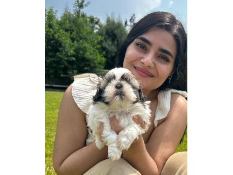 Sevimli şitsu ( shih tzu) yavrularımız