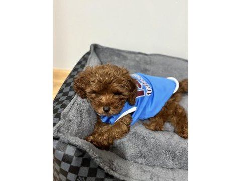 5 aylık poodle yavrumuz lidya