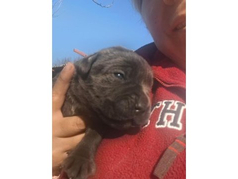 Cane corso yavru köpekler