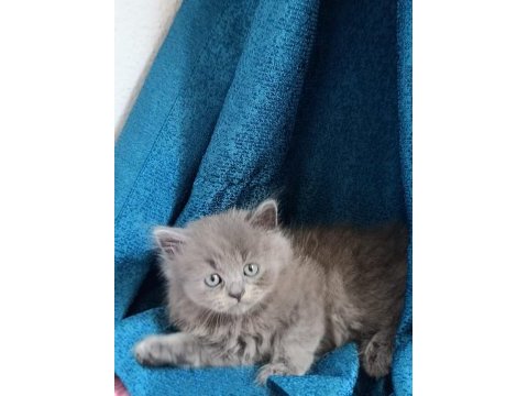 British shorthair yavrularımız