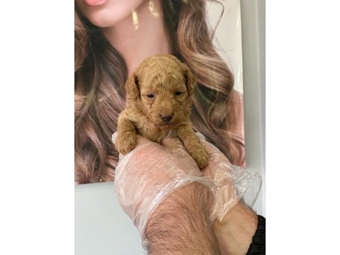 Toy poodle yavrularımız