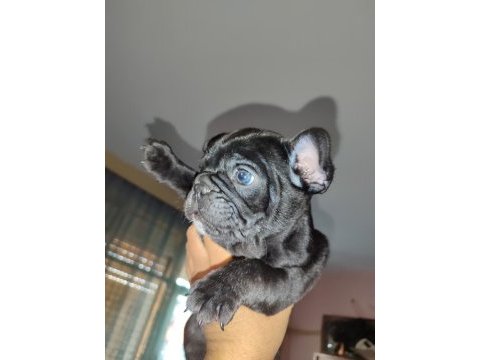 French bulldog bebekler