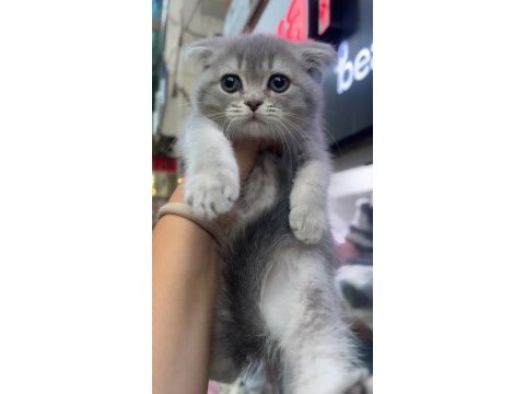 Scottish fold dişi blue golden