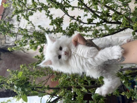 Kar oğlan maine coon